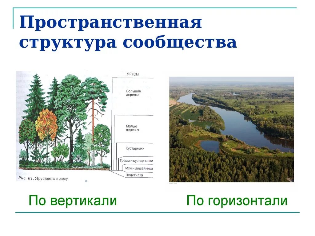 Роль ярусности в природном сообществе. Ярусы морфологической и пространственной структур. Пространственная структура ярусность. Пространственная структура естественной экосистемы. Морфологическая структура сообщества.