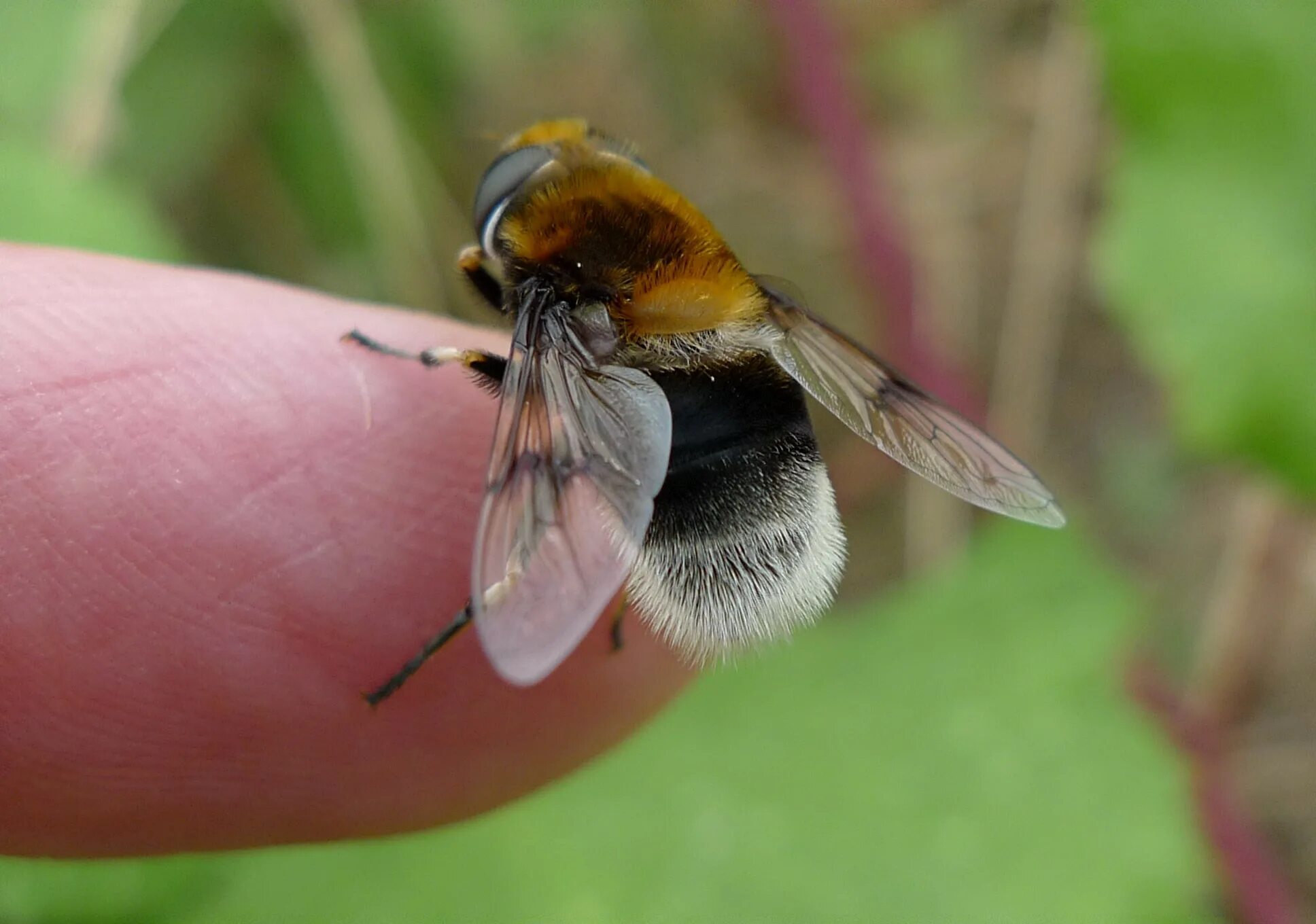 Муха похожая на осу. Volucella Bombylans. Оса Муха журчалка пчела. Муха журчалка Мимикрия. Мимикрия Муха шмелевидка.