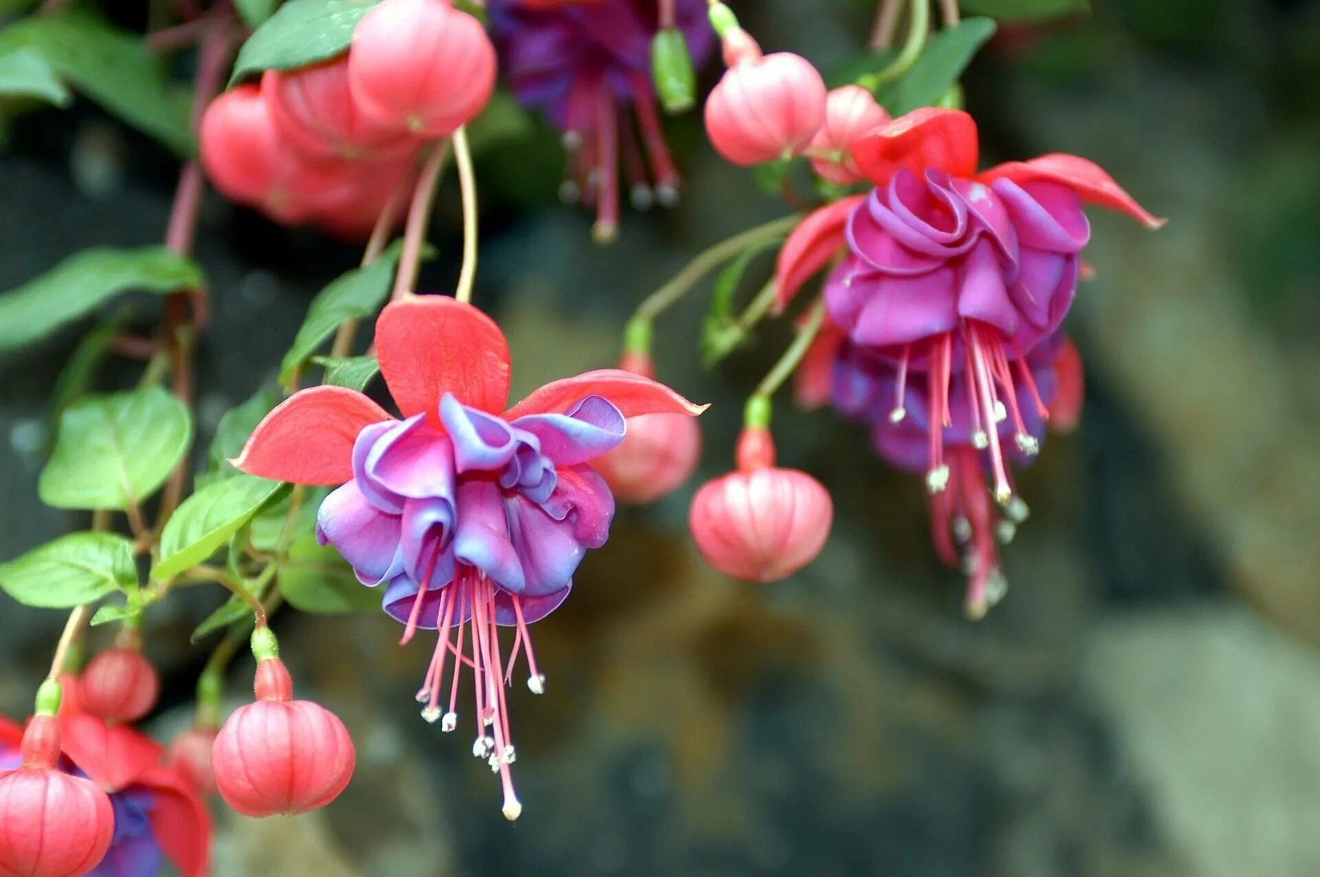 Фуксия трехлистная. Фуксия fuchsia. Фуксия. Фуксия сноуфайр. Фуксия fuchsia.