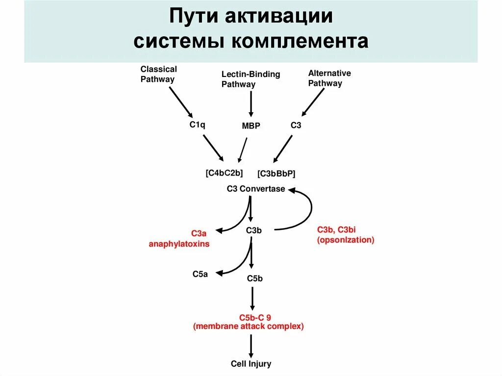 Комплемент c. Система комплемента иммунология пути. Система комплемента классический путь схема. Схема активации белков системы комплемента. Система комплемента c3b.