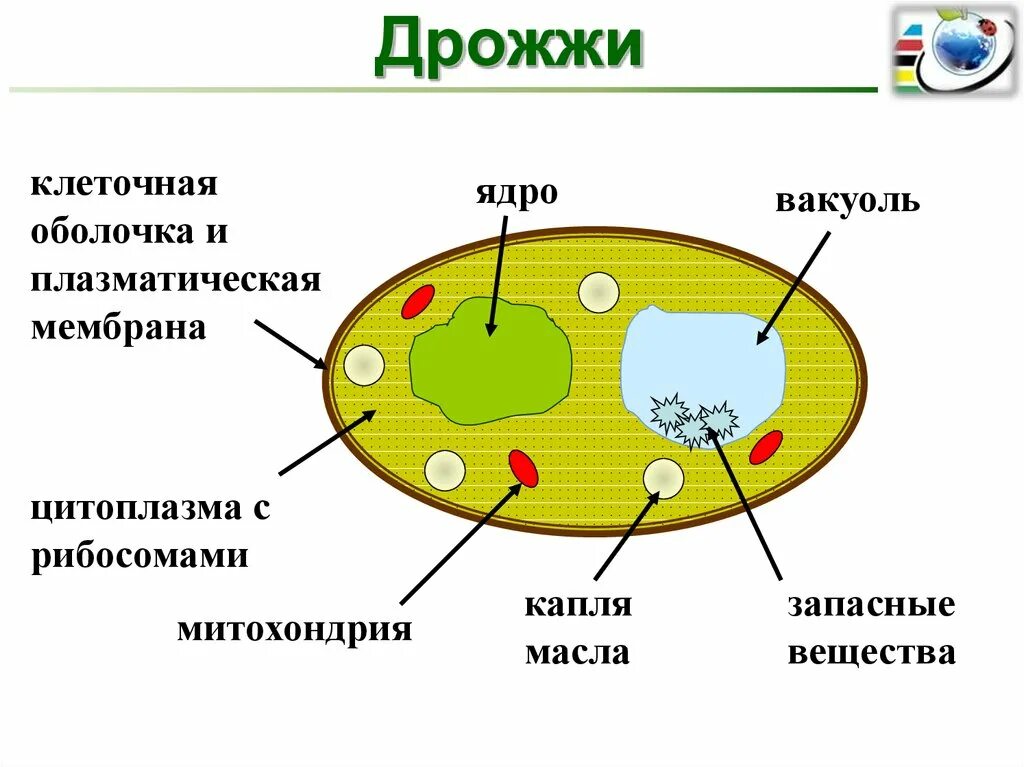 Клетки гриба не имеют ядра