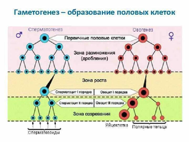 Процесс образования половых клеток происходит. Зона формирования гаметогенез процесс. стадии в процессе образования половых клеток. схема гаметогенеза развитие половых клеток. образование половых клеток гаметогенез таблица.