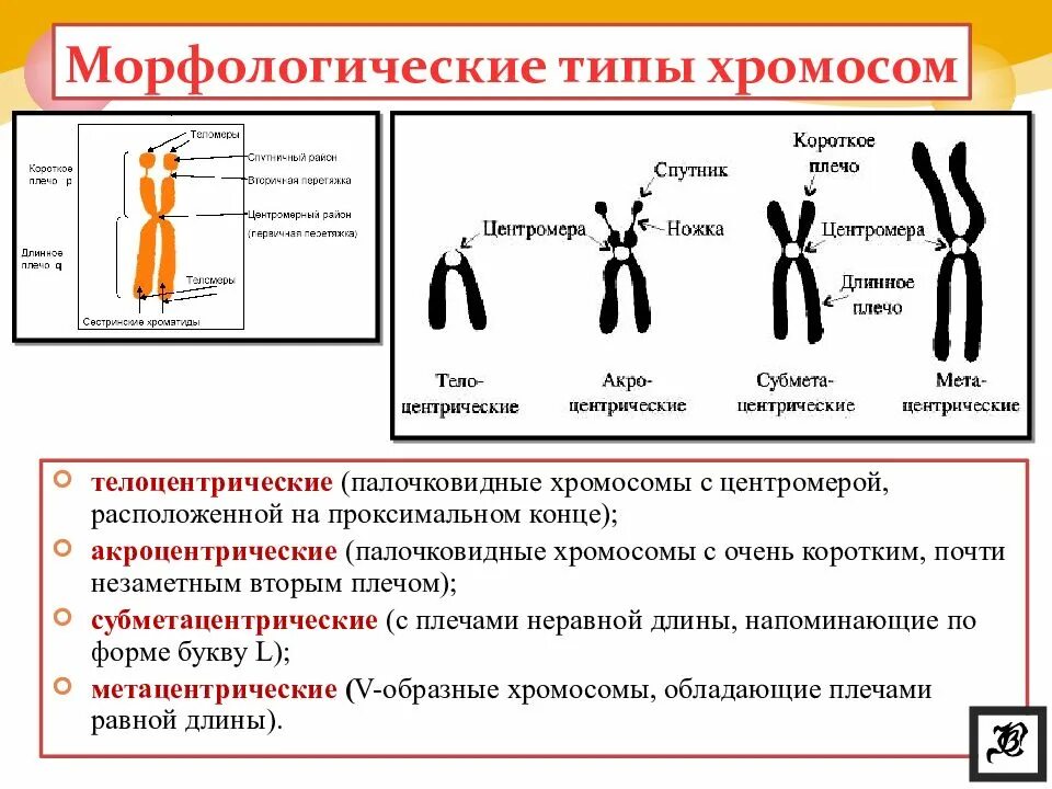 Характеристики хромосом человека. Метафазная акроцентрические хромосомы. Акроцентрические хромосомы функции. Метацентрические субметацентрические. Строение хромосом их типы.