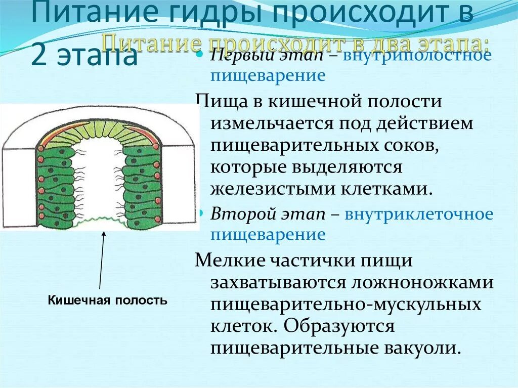 Осуществляют питание клетки. Питание гидры. Пищеварение кишечнополостных. Процессы питания и пищеварения гидры. Особенности пищеварения гидры.