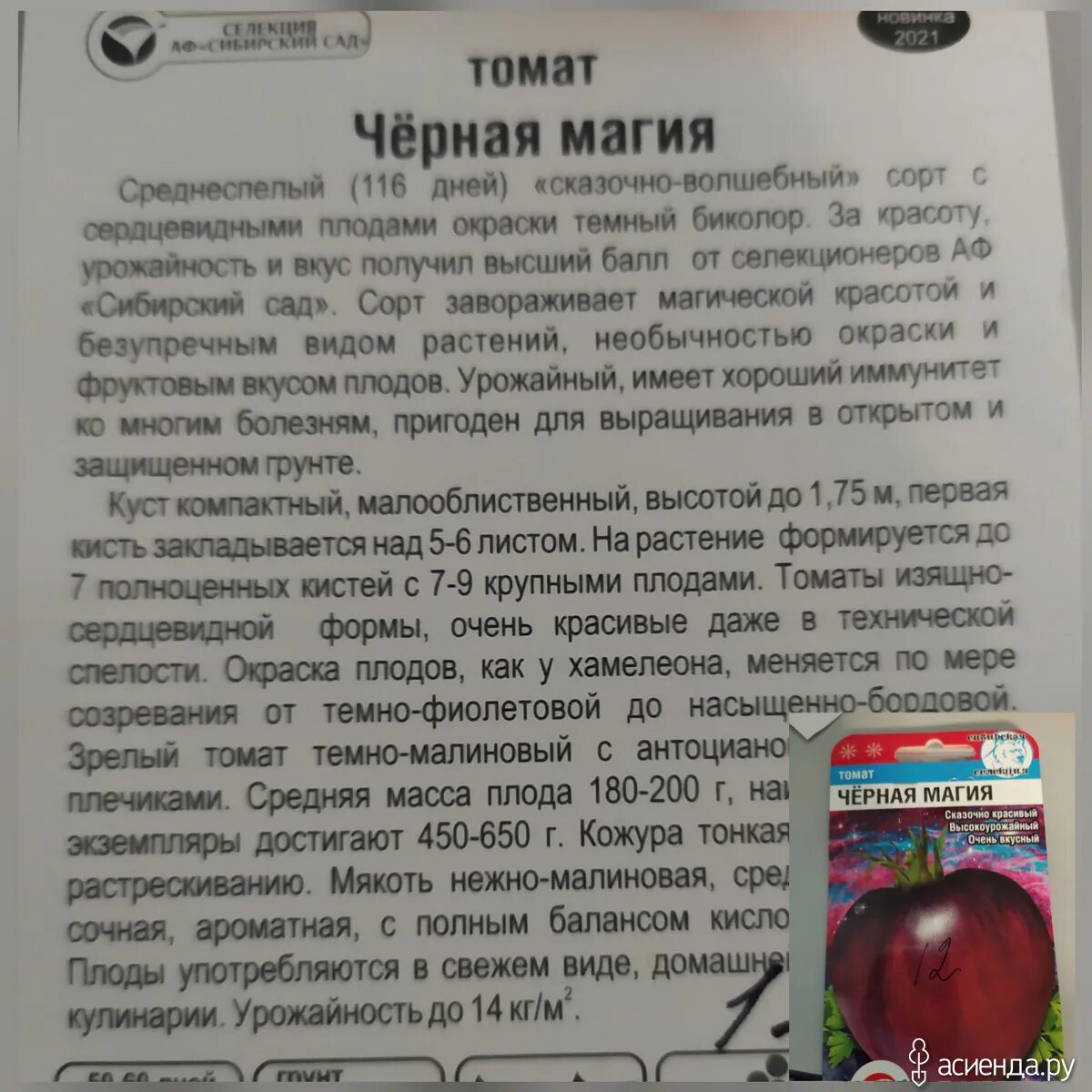 Томат Чио-Чио-Сан характеристика и описание. Томат домашние сердца Гонсиоровских. Томат Минусинский от Гонсиоровских. Урожайность томата Чио Чио Сан.