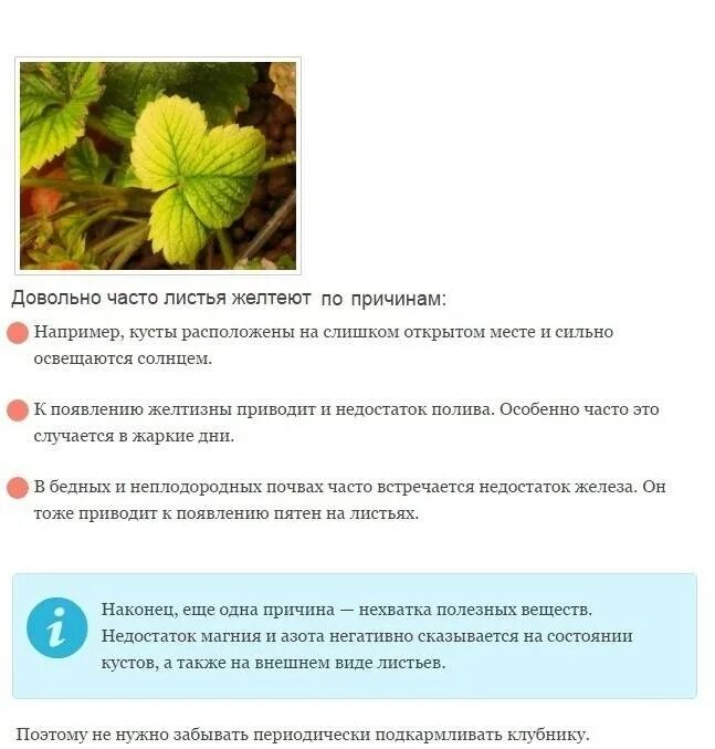 Что сделать чтобы листья не желтели. Листья клубники хлороз. клубника пожелтели листья. желтеют листья у земляники. пожелтение краев листьев земляники.