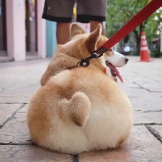 Собака персик