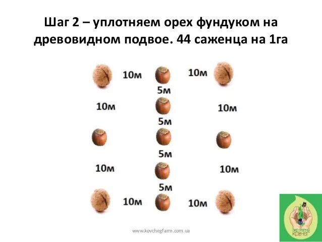 Можно сажать орех. Схема посадки грецкого ореха. Схема посадки грецкого ореха на 1 га. Схема посадки ореха фундук. Схема посадки фундука и грецкого ореха идеал.