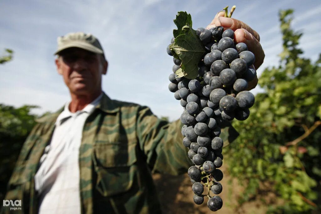 Виноград Кубань. Сорта винограда на Кубани. Виноград Краснодарский край. Сайты виноградарей