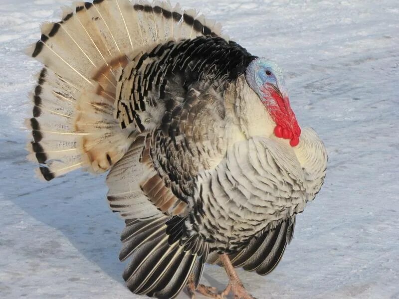Черный индюк. Северокавказская серебристая индейка. Индюк зимой. Хвост индюка. Взрослый индюк.