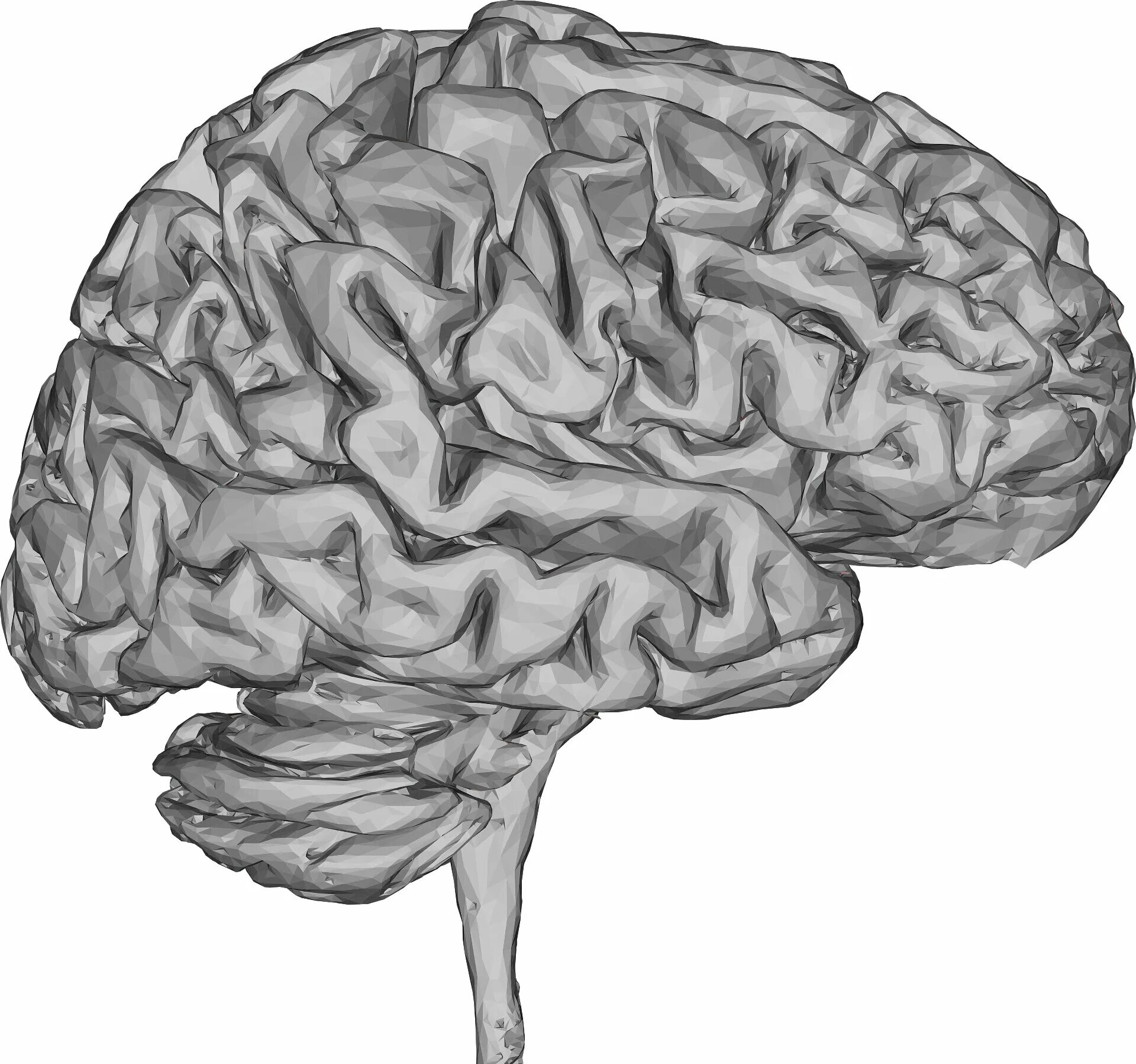 Мозги картинка. Мозг без фона. Мозг рисунок.