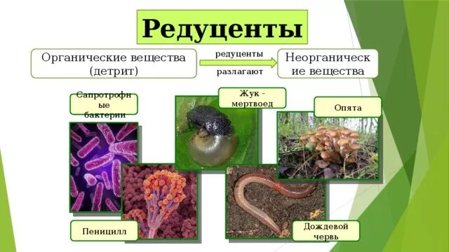 Выбрать пример редуцента. Жуки редуценты. Редуценты. Бактерии редуценты примеры. Редуценты паразиты.