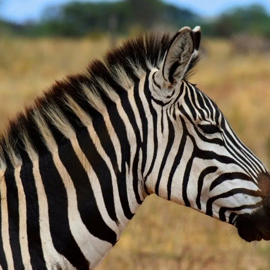Zebra lanes