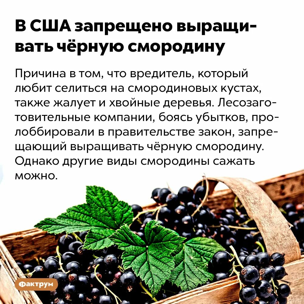 Можно ли есть черную смородину