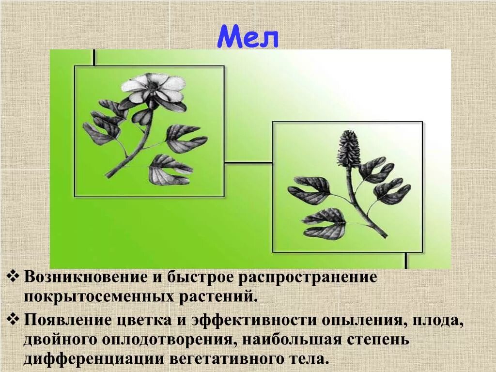 Образование цветка появление вегетативных. Распространение покрытосеменных растений. Появление цветка у покрытосеменных. Появление цветка у растений. Что способствовало быстрому распространению покрытосеменных.