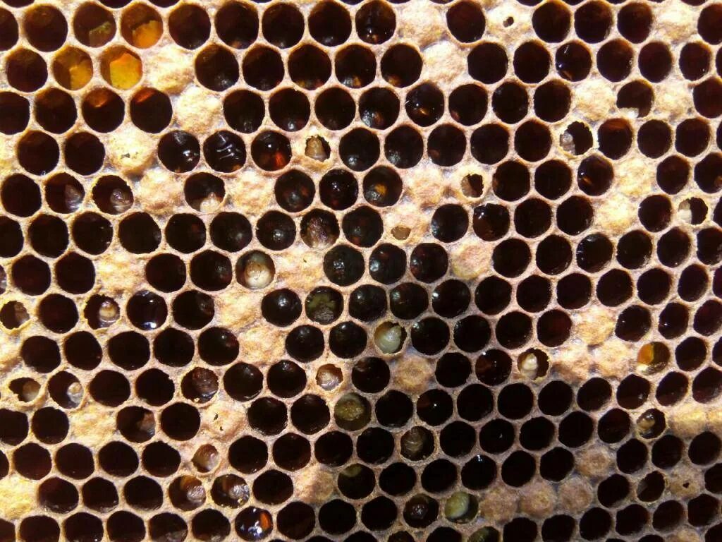 Как еще называют болезнь пчел. Болезни пчел мешотчатый расплод. Мешотчатый гнилец. Застуженный расплод пчел. Европейский гнилец пчел.