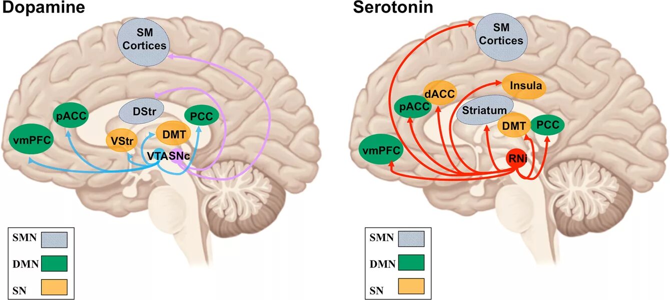 Дофамин мозг. Серотонин в мозге. Допамин в мозге. Рецепторы серотонина в мозге.