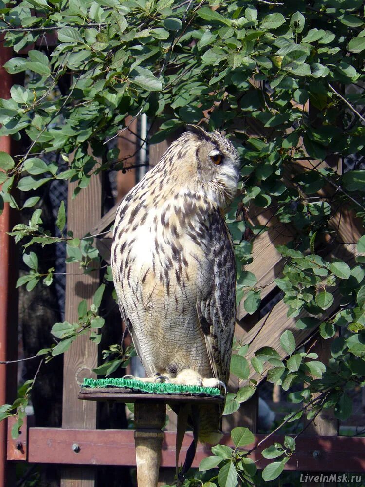 Соколиный двор в коломенском. Кремль новгородский соколиный двор. Кремль новгородский соколиный двор. Соколиный двор коломенское варя. Соколиный двор великий новгород.