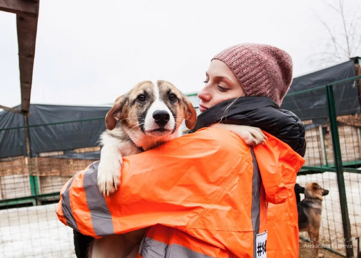 Волонтеры помогающие бездомным. Волонтеры в приюте для животных. Волонтеры с собаками. Волонтёры бездомных животных. Бездомные животные волонтеры.