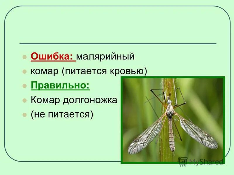Малярийный комар опасен. Карамора комар долгоножка. Комар долгоножка черный. Красный комар долгоножка. Кровососущие комары самцы.