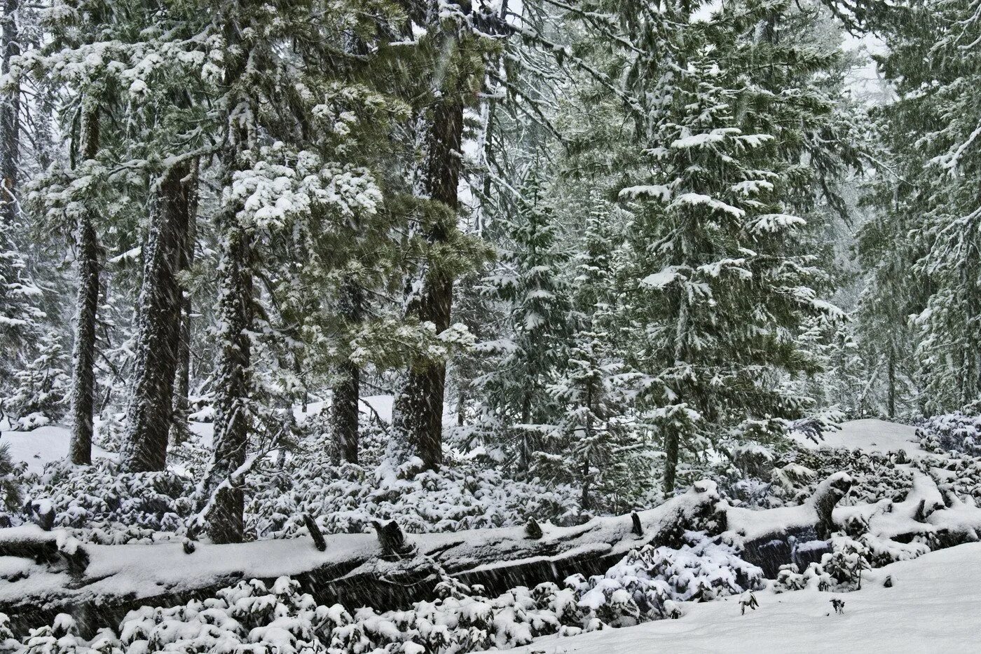 Тайга зима. Зимняя уссурийская тайга. Тайга зимой. Тайга зима. Зимняя красноярская тайга.