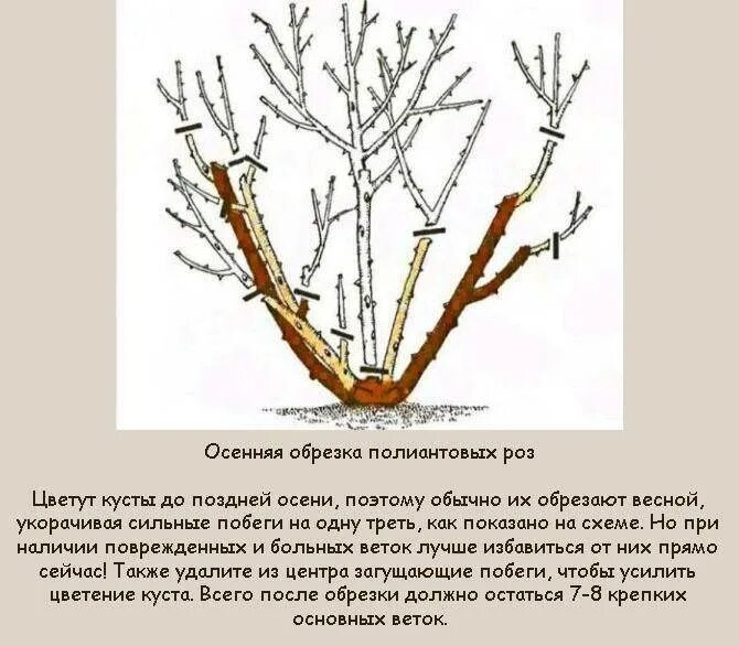 Обрезка плетистой розы осенью схема. Обрезка плетистой розы весной схема. Схема обрезки плетистой розы осенью. Схема обрезки роз флорибунда. Как обрезать розу весной для начинающих