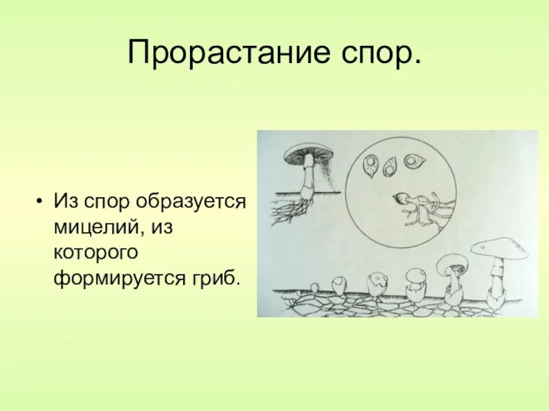 Прорастающие споры гриба. Споры грибов. Прорастание споры гриба. Спора прорастания гриба. Прорастающая спора.