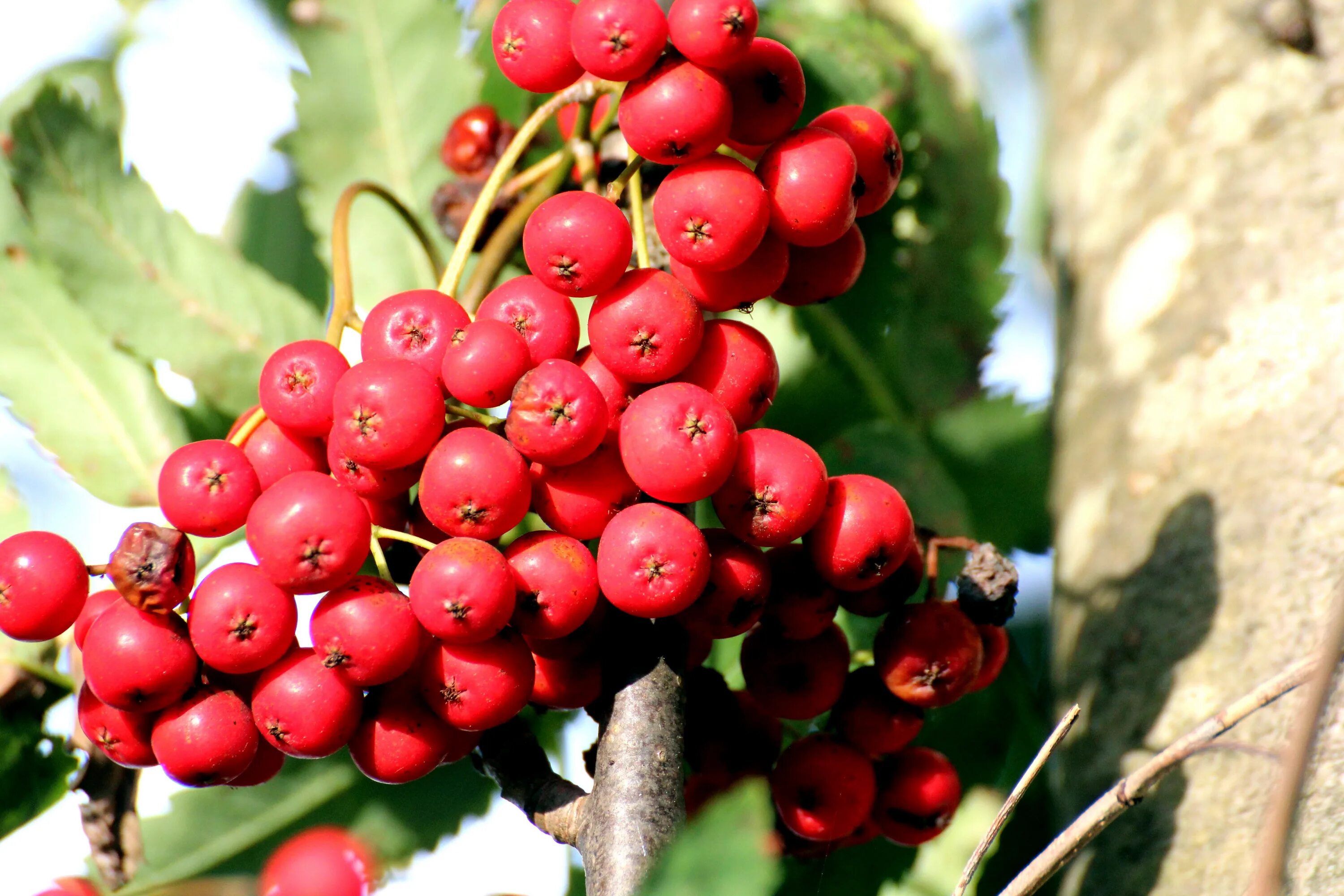 Ягода на ч растет на дереве. Рябина Тянь-Шаньская. Sorbus tris. 38. Sorbus aucuparia. Дерево с красными ягодами.