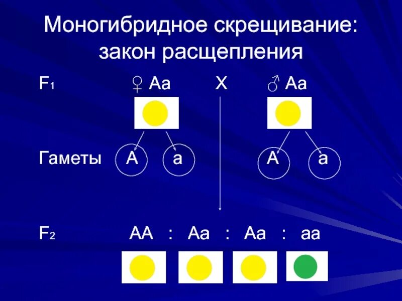 Моногибридное скрещивание закон расщепления. АА АА скрещивание. Моногибридное скрещивание. Моногибридное скрещивание расщепление. Моногибридное скрещивание гаметы.