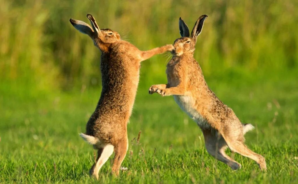 зайцы дерутся. кролики дерутся. драка кроликов. заяц русак питается. заяц русак дерется.