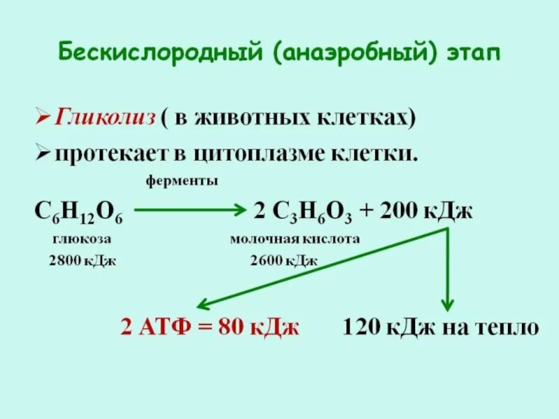 Бескислородный этап гликолиз энергетического обмена. Бескислородный этап энергетического обмена реакция. Бескислородный этап гликолиз схема. Бескислородный этап энергетического обмена брожение