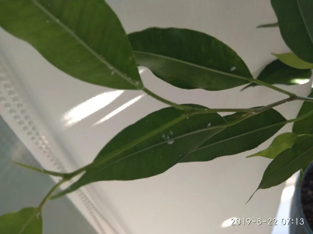 Мучнистый червец на фикусе бенджамина. Мучнистый червец на фикусе. Фикус гинсенг листья пятнами. Мучнистый червец на мирте. Мученистый черьвь фикус.