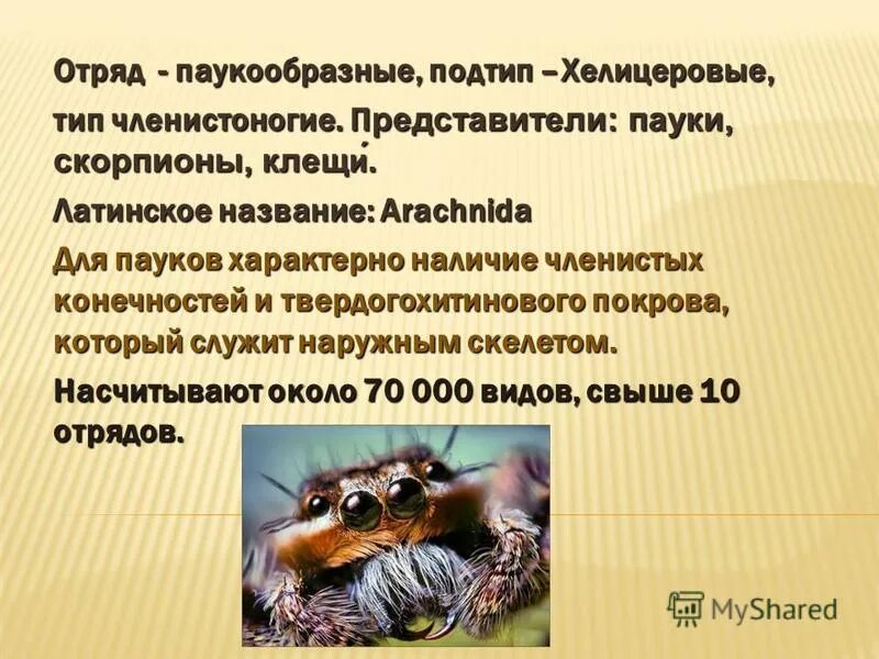 Характерные признаки класса паукообразные. Строение ротового аппарата паукообразных. Тип членистоногие класс паукообразные клещи. Основные признаки паукообразных 7 класс. Для пауков характерно.