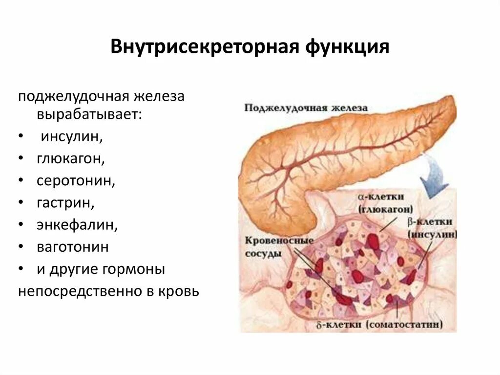 Внутрисекреторная функция поджелудочной железы. Инкреторная функция поджелудочной. Функции панкреатической железы. Эндокринная система поджелудочной железы.