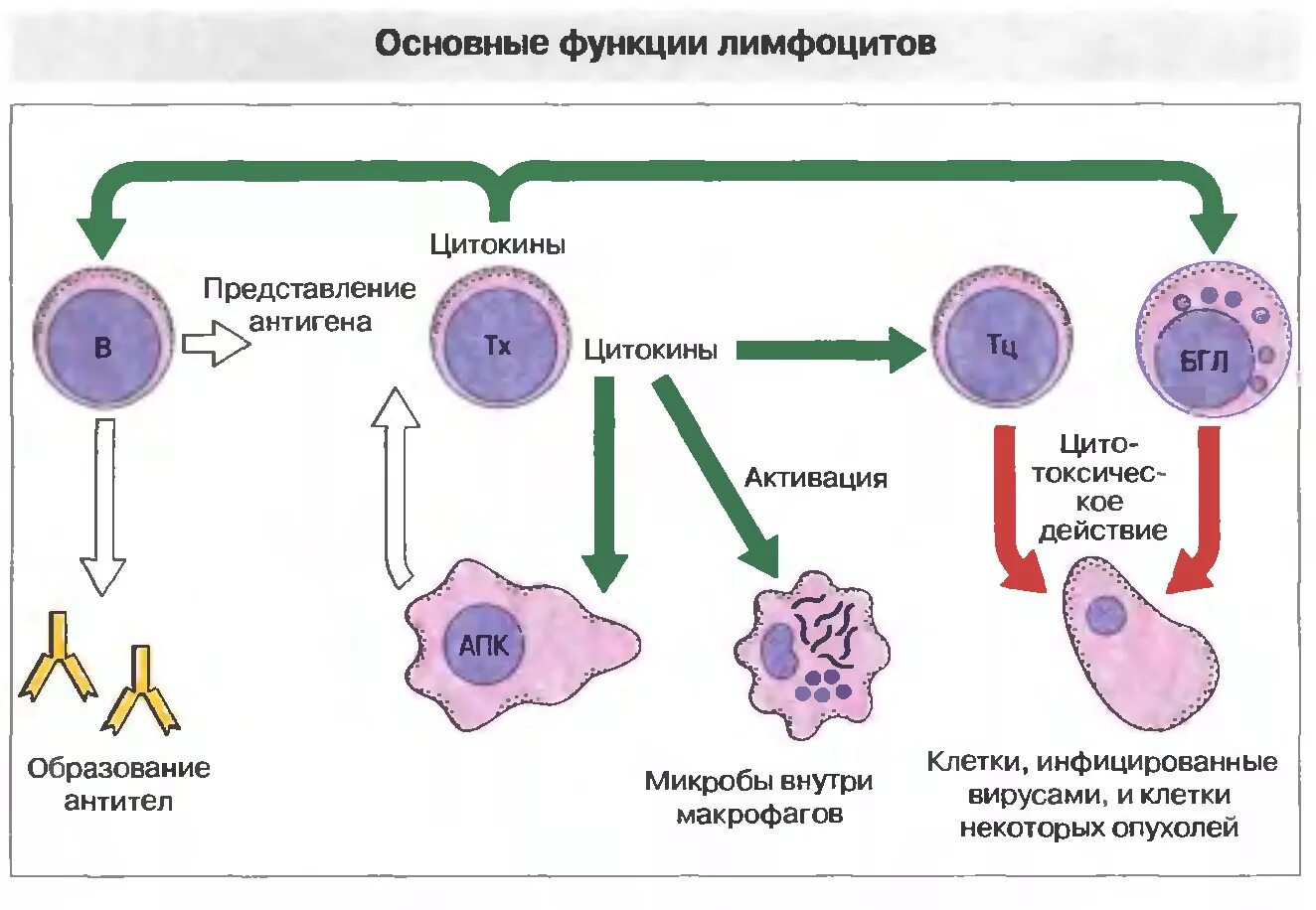 Действия лимфоцитов