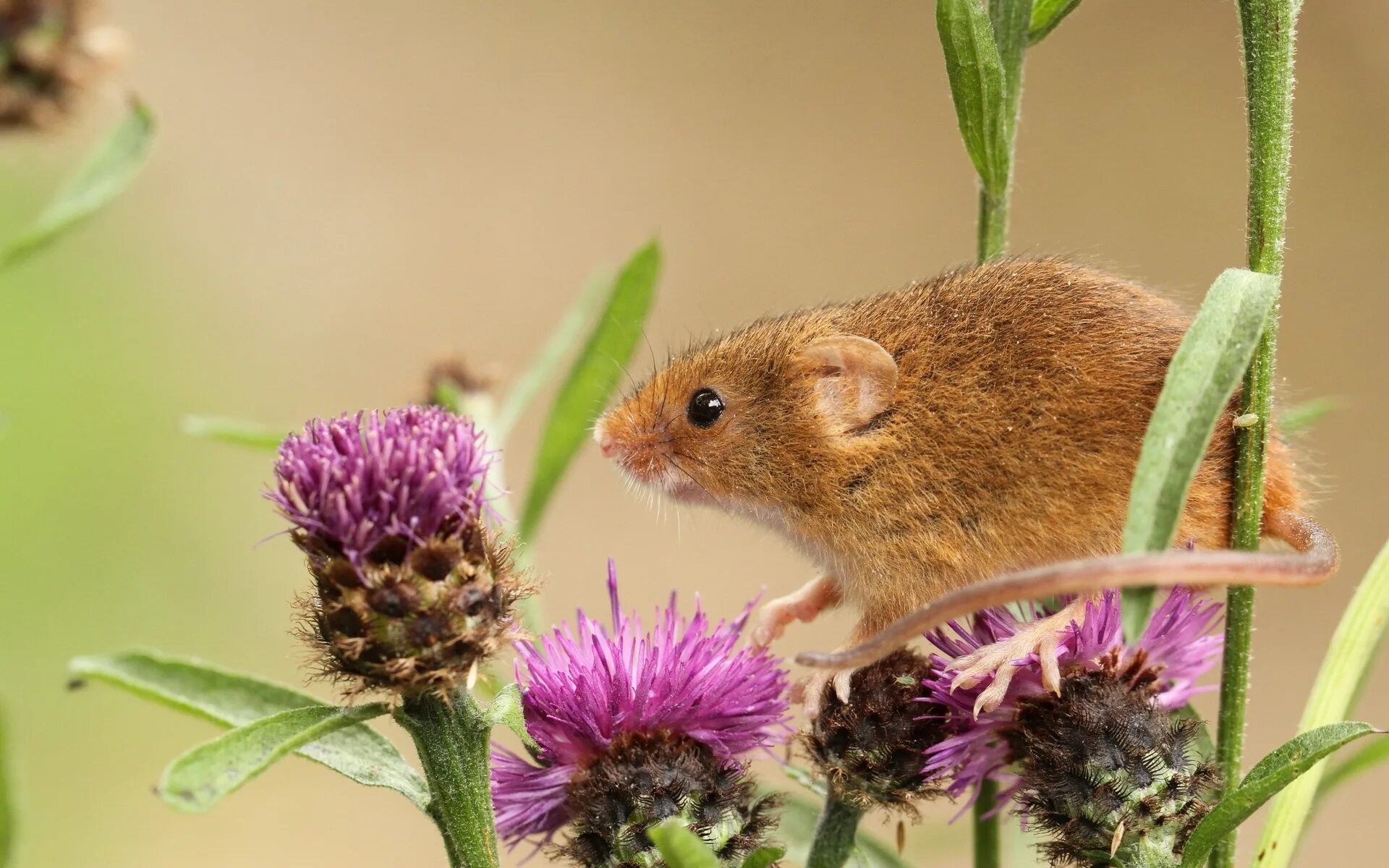 Семя мыши. Мышь-Малютка (лат. Micromys minutus). Мышь Малютка полевка. Луговая мышь полевка. Мышь Малютка Луговая.