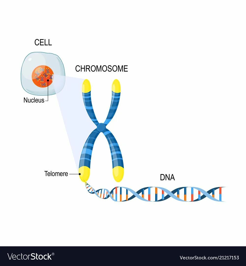 Сколько молекул днк в данной хромосоме. Теломеры хромосом. Хромосомы строение теломераза. Теломеры ДНК. Теломеры строение.