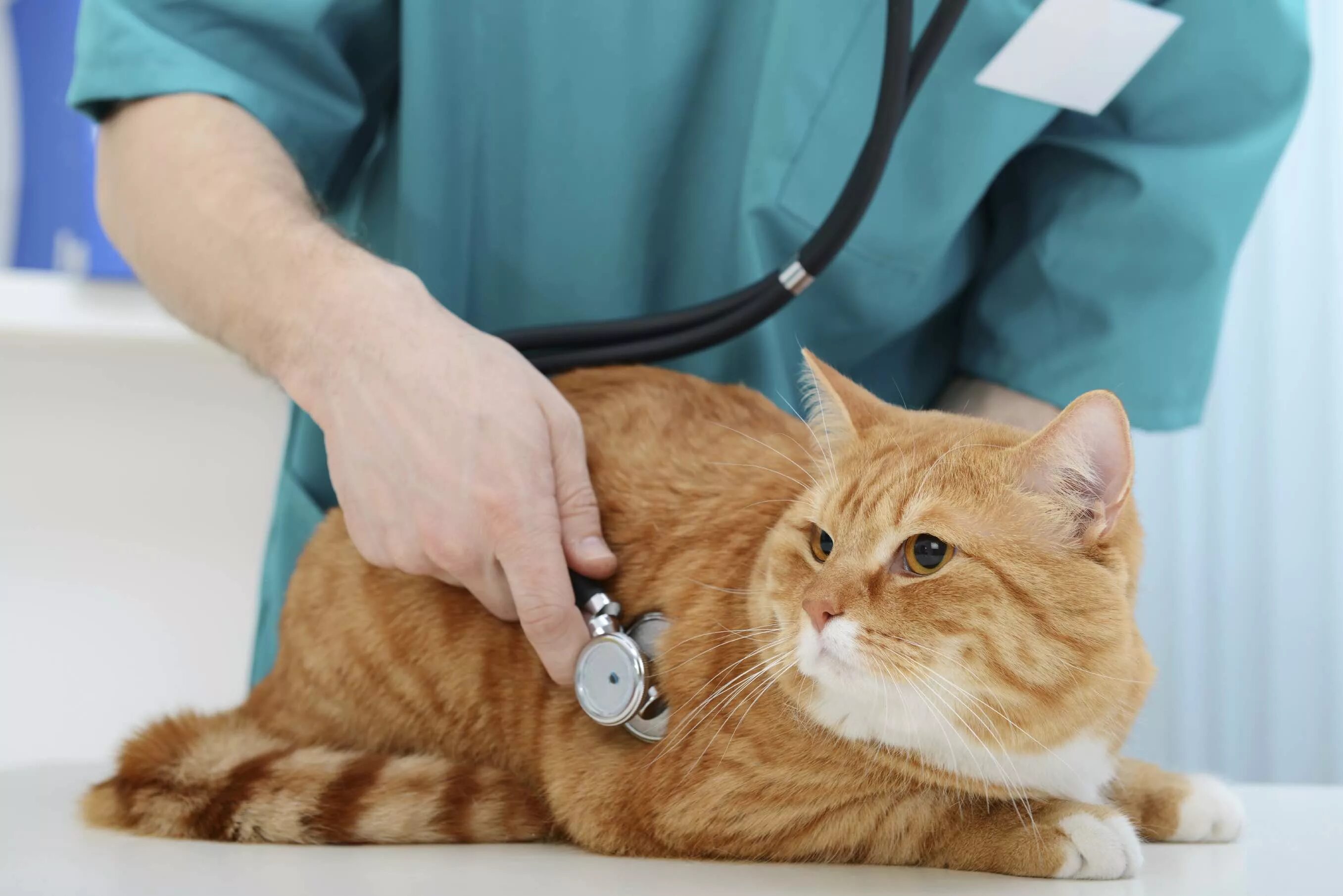 Обследование кошек. Ветеринария. Кот у ветеринара. Осмотр кошки. Кот на приеме у ветеринара.