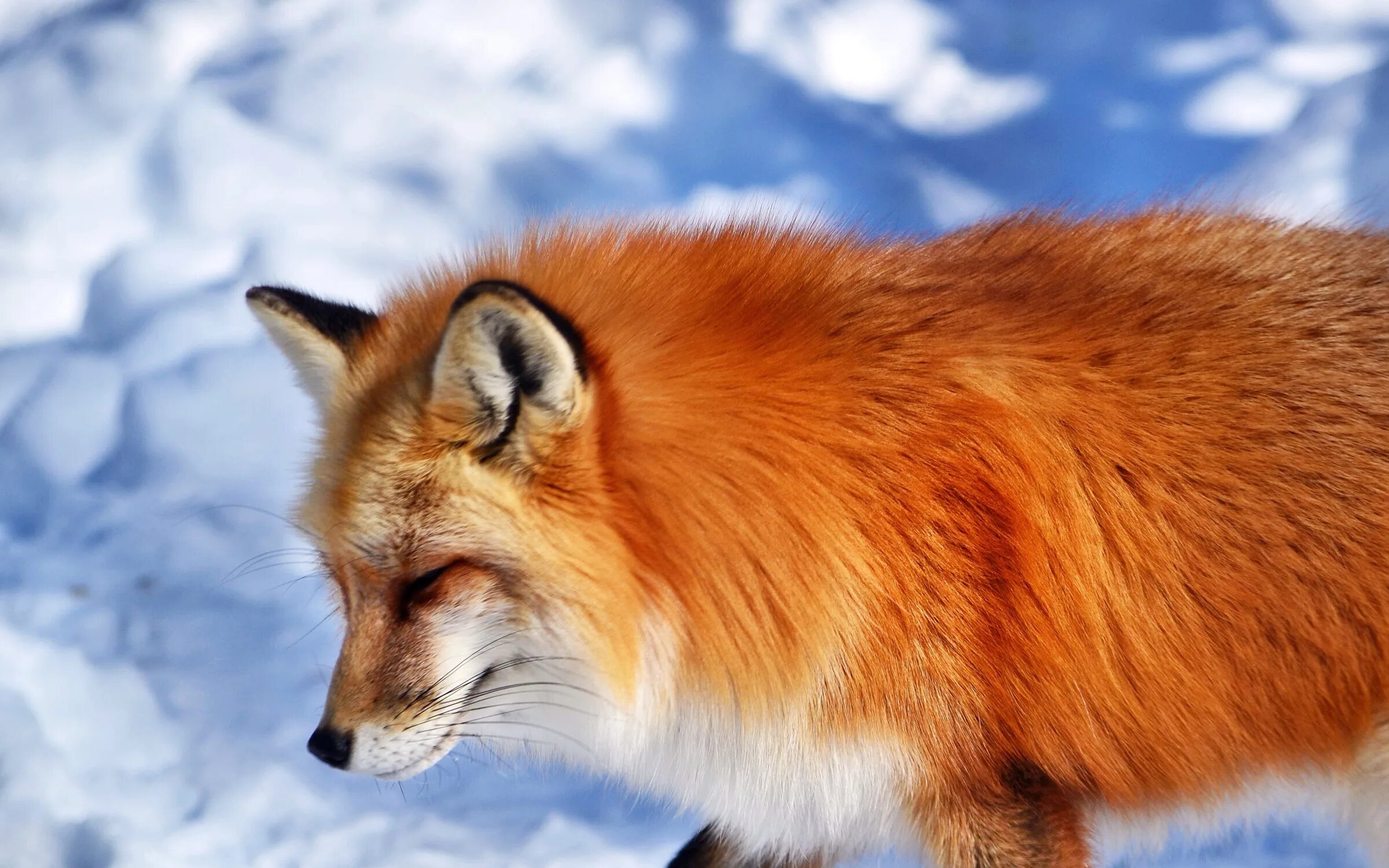 Fox animal