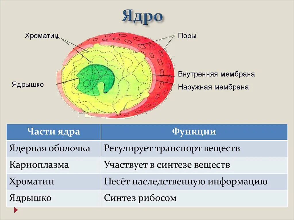 Клеточное ядро строение и хроматин. Ядерная оболочка ядерный сок ядрышко ядро. Строение ядра хроматин. Ядро это мембрана,кариоплазма и. Органоид клетки ядро функции