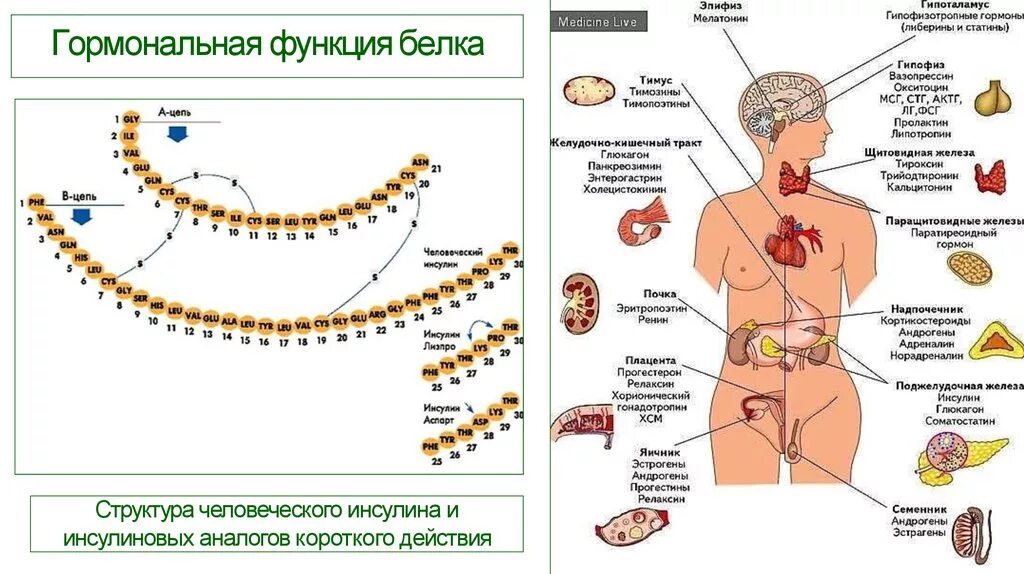 В чем заключается регуляторная функция белка. Функции белков гормонов. белки гормоны функции. гормональная (регуляторная) функция белков.. регуляторная функция белков схема.