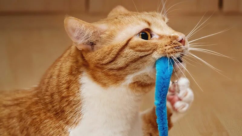 Котики и провода. Кот перегрыз провод. Кусать провода. Котик перекусывает провод. Кот перегрыз провод.