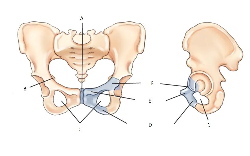 Лобковые кости соединение. Pubis кость. Пубис. Пуби сенгеретв.