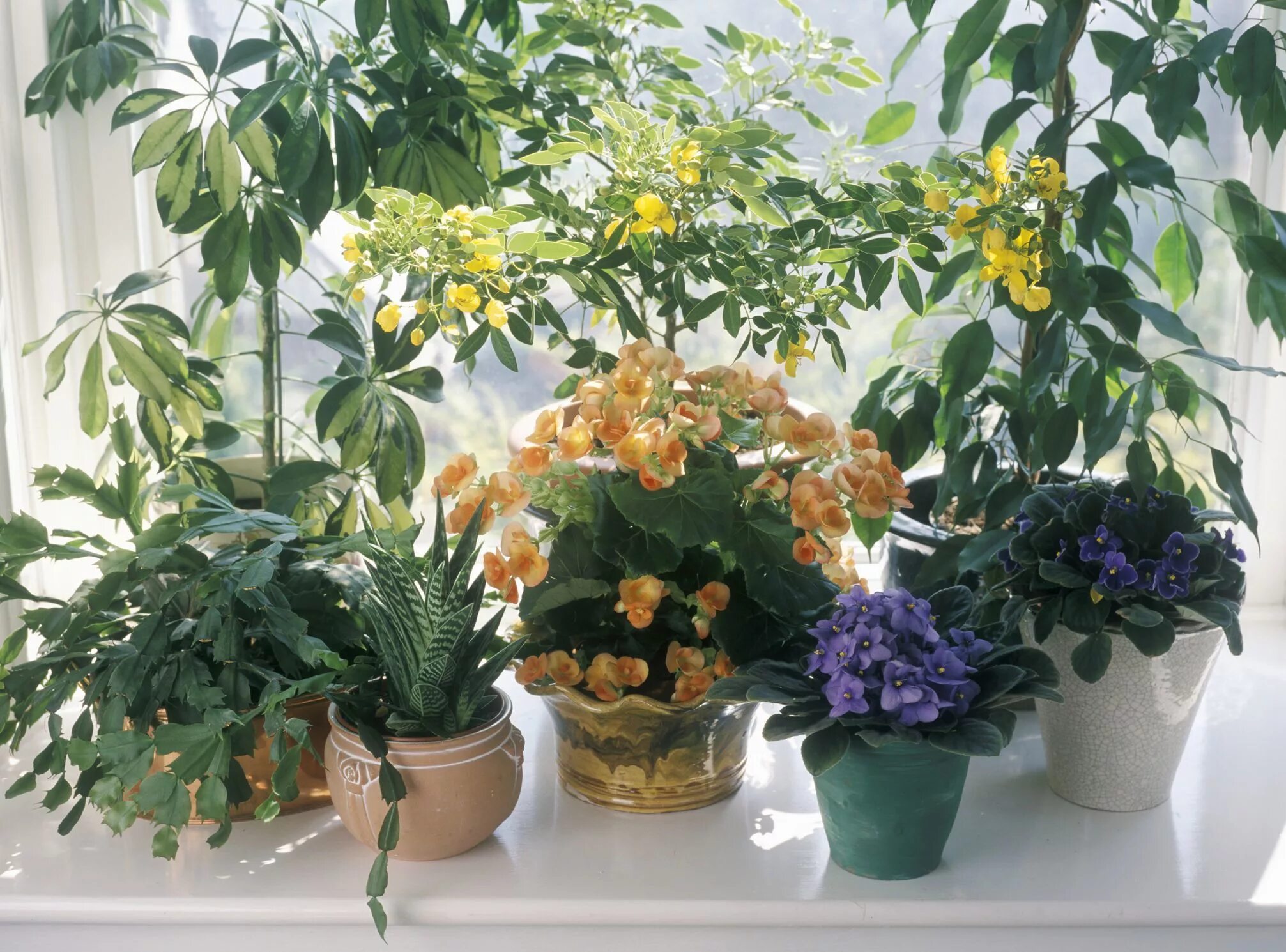 Комнатные растения комнатное цветоводство. Комнатные растения. Цветущие комнатные растения. Неприхотливые комнатные растения. Комнатные растения на подоконнике.