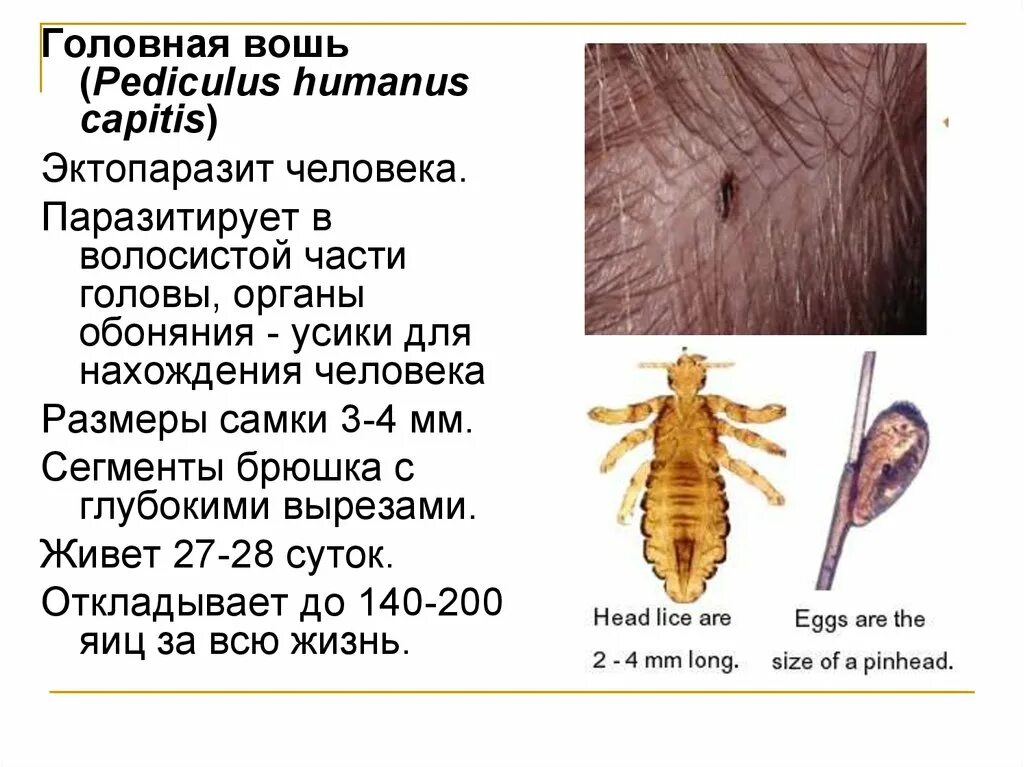 Головная вошь. Головная вошь (Pediculus humanus capitis). Жизненный цикл Pediculus humanus capitis. Стадии развития вшей. Цикл развития вшей.