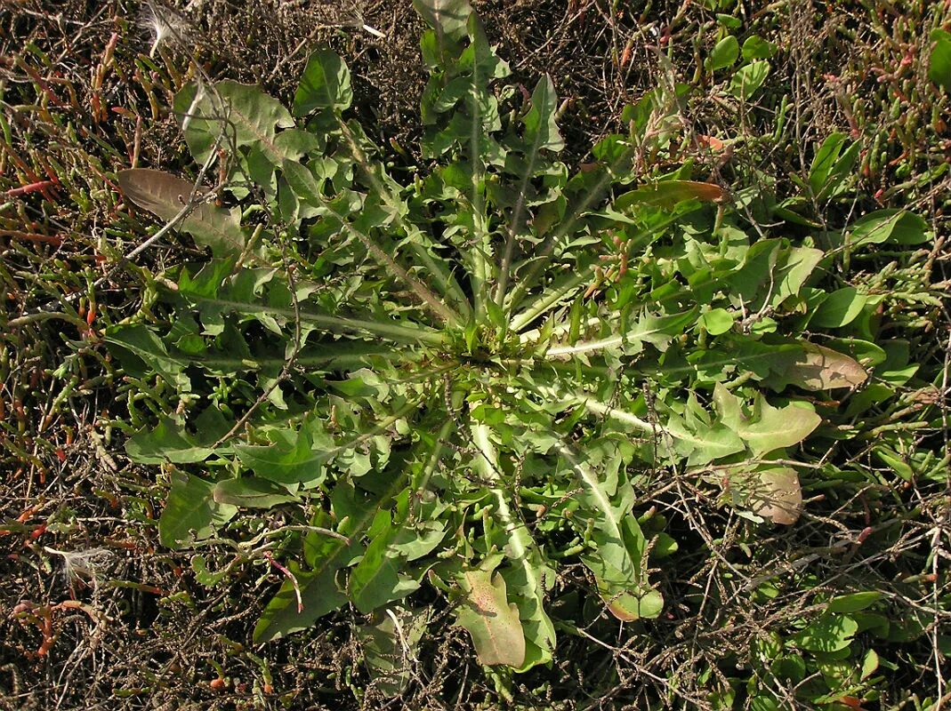 Розетка листьев. Taraxacum bessarabicum. прикорневая розетка листьев одуванчика. прикорневая розетка у сложноцветных. прикорневач розетка одуванчик.