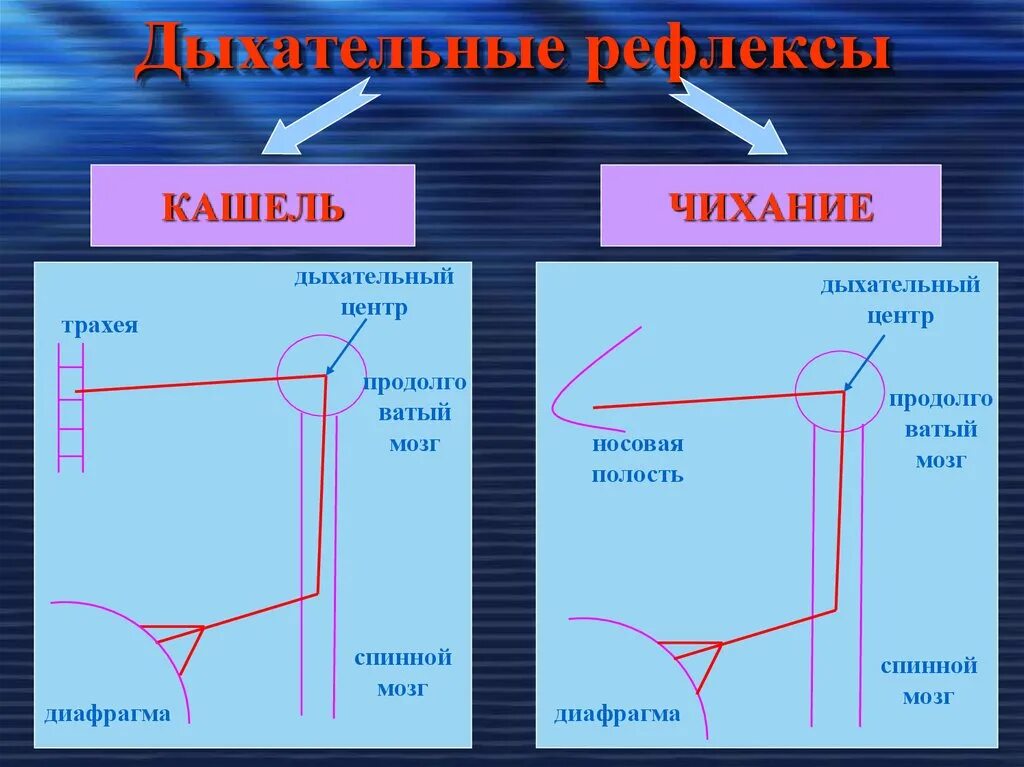 Двухнейронная рефлекторная дуга. Рефлекторная дуга рефлекса чихания у человека. Рефлекторная дуга кашля человека. Рефлекторная дуга кашля человека. Рефлекторная дуга кашлевого рефлекса схема.