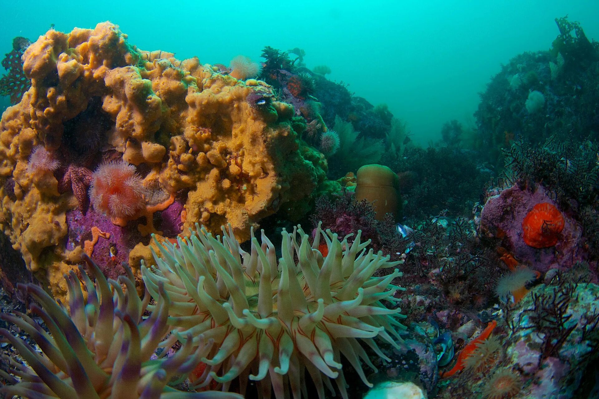Сообщество кораллового рифа. Подводный мир Тихого океана. Растительный мир Тихого океана. Растительный и животный мир Тихого океана. Природный мир Тихого океана.