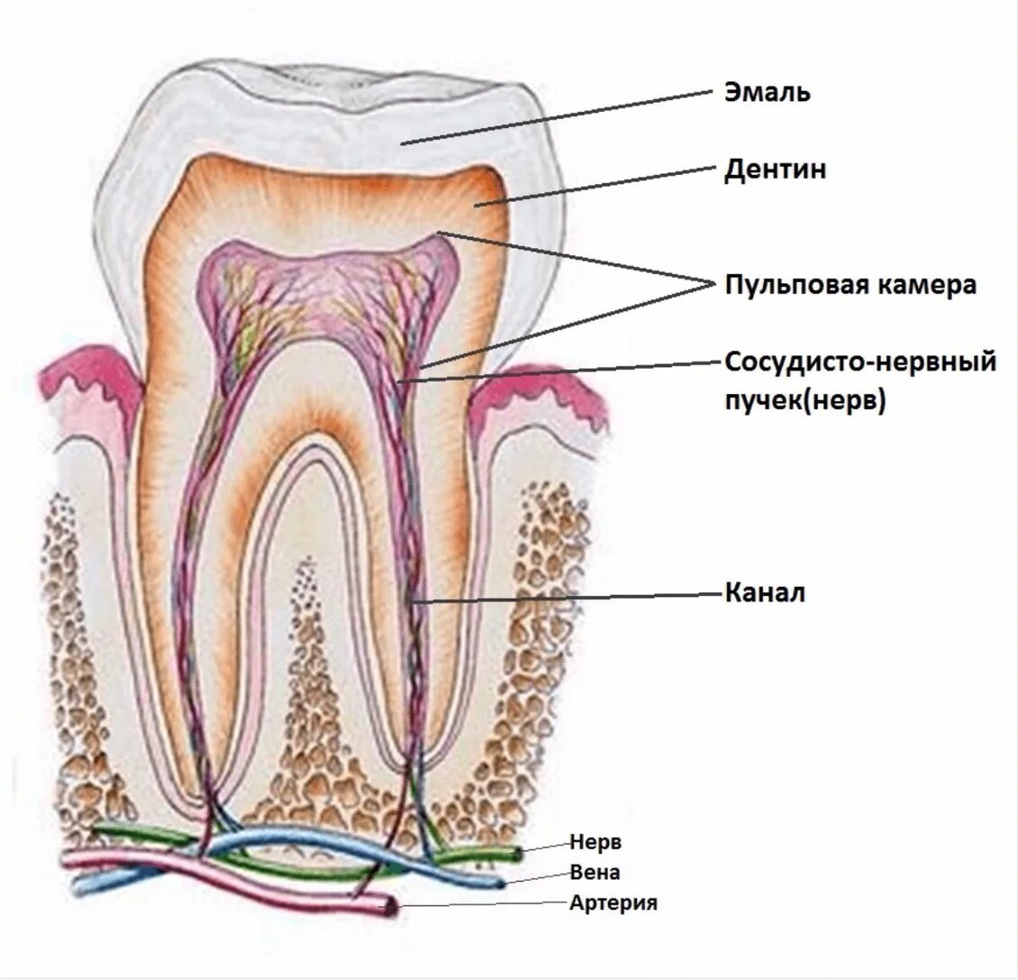 Почему открывают зуб. Строение зуба воспаление пульпы. Пульпа зуба анатомия зуба. Строение зуба кариес пульпит. Зубной нерв строение зуба.