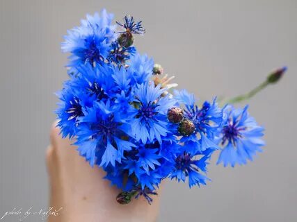 Васильки женское